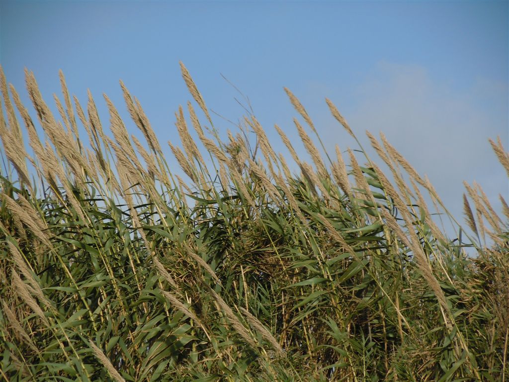 Piante altissime - Arundo donax